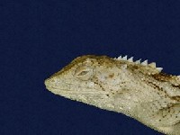 Swinhoe’s tree lizard Collection Image, Figure 2, Total 7 Figures